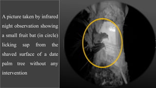 A picture taken by infrared
night observation showing
a small fruit bat (in circle)
licking sap from the
shaved surface of a date
palm tree without any
intervention
 
