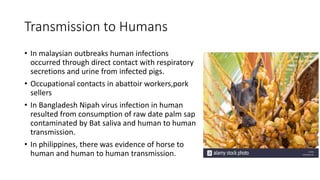 Transmission to Humans
• In malaysian outbreaks human infections
occurred through direct contact with respiratory
secretions and urine from infected pigs.
• Occupational contacts in abattoir workers,pork
sellers
• In Bangladesh Nipah virus infection in human
resulted from consumption of raw date palm sap
contaminated by Bat saliva and human to human
transmission.
• In philippines, there was evidence of horse to
human and human to human transmission.
 