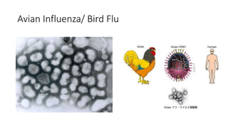 Avian Influenza/ Bird Flu
 