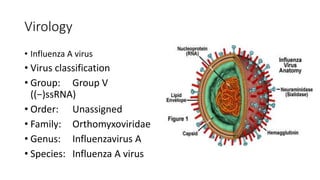 Virology
• Influenza A virus
• Virus classification
• Group: Group V
((−)ssRNA)
• Order: Unassigned
• Family: Orthomyxoviridae
• Genus: Influenzavirus A
• Species: Influenza A virus
 