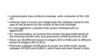 • a pleiomorphic (non-uniform) envelope with a diameter of 50–120
nm
• Influenza type A viruses are categorized into subtypes based on the
type of two proteins on the surface of the viral envelope
• H = hemagglutinin, a protein that causes red blood cells to
agglutinate.
• N = neuraminidase, an enzyme that cleaves the glycosidic bonds of
the monosaccharide sialic acid (previously called neuraminic acid)
• There are 18 different known H antigens (H1 to H18) and 11 different
known N antigens (N1 to N11).
• All known subtypes of influenza A viruses can infect birds, except
subtypes H17N10 and H18N11, which have only been found in bats.
 