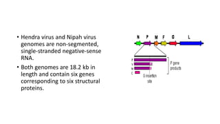 • Hendra virus and Nipah virus
genomes are non-segmented,
single-stranded negative-sense
RNA.
• Both genomes are 18.2 kb in
length and contain six genes
corresponding to six structural
proteins.
 