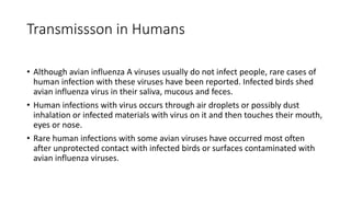 Transmissson in Humans
• Although avian influenza A viruses usually do not infect people, rare cases of
human infection with these viruses have been reported. Infected birds shed
avian influenza virus in their saliva, mucous and feces.
• Human infections with virus occurs through air droplets or possibly dust
inhalation or infected materials with virus on it and then touches their mouth,
eyes or nose.
• Rare human infections with some avian viruses have occurred most often
after unprotected contact with infected birds or surfaces contaminated with
avian influenza viruses.
 