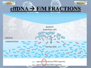 cffDNA  F/M FRACTIONS 
 