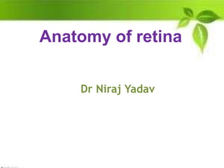 Anatomy of retina
Dr Niraj Yadav
 