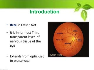 Retina : an overview | PPTX