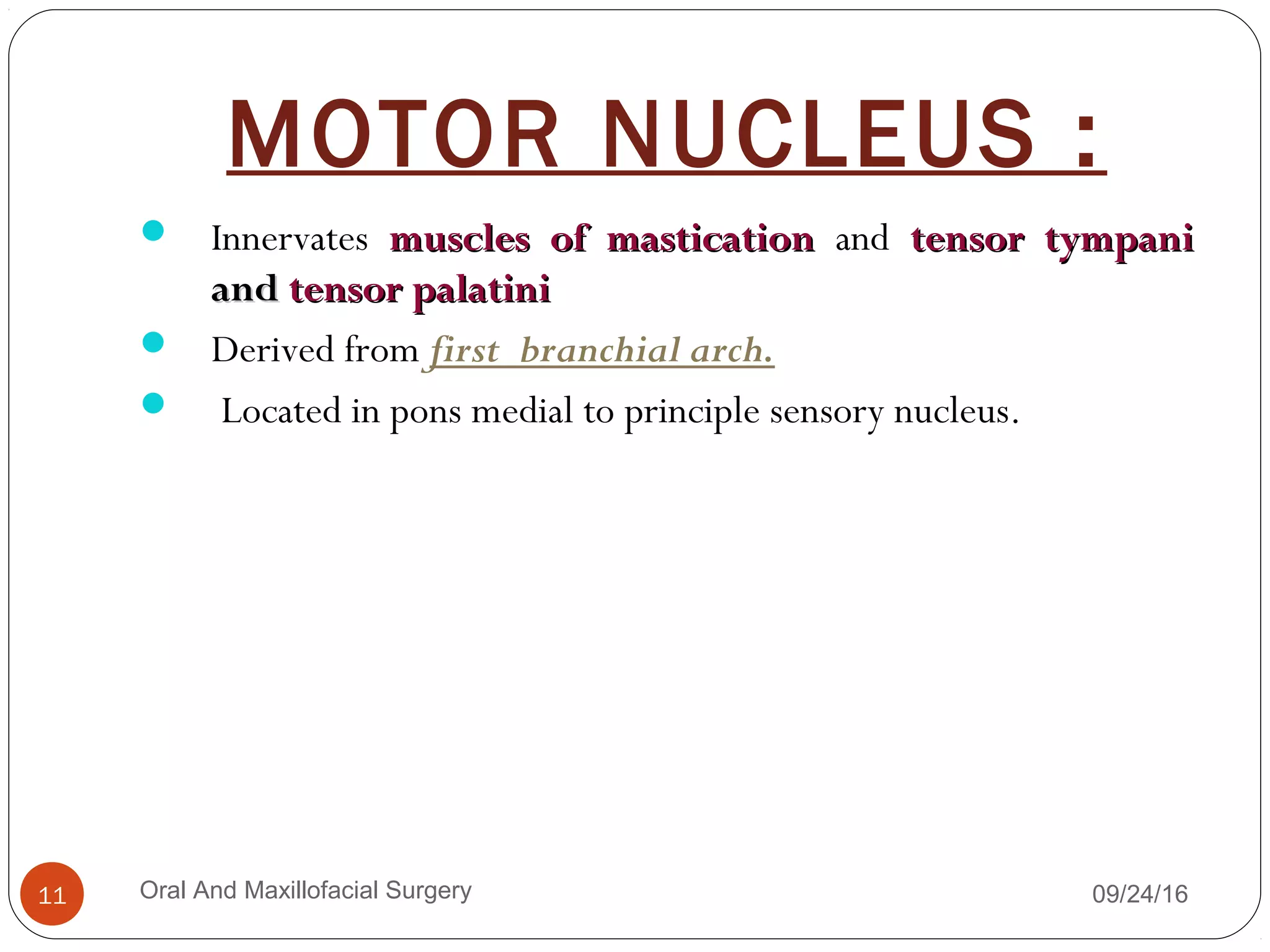 MOTOR NUCLEUS :
 Innervates muscles of masticationmuscles of mastication and tensor tympanitensor tympani
andand tensor palatinitensor palatini
 Derived from first branchial arch.
 Located in pons medial to principle sensory nucleus.
09/24/16Oral And Maxillofacial Surgery11
 