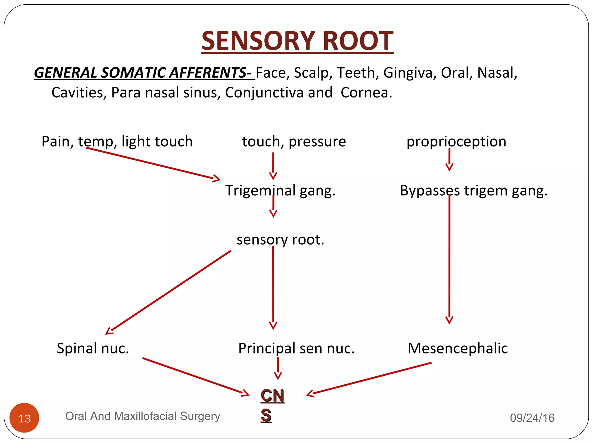 SENSORY ROOT
GENERAL SOMATIC AFFERENTS- Face, Scalp, Teeth, Gingiva, Oral, Nasal,
Cavities, Para nasal sinus, Conjunctiva and Cornea.
Pain, temp, light touch touch, pressure proprioception
Trigeminal gang. Bypasses trigem gang.
sensory root.
09/24/16Oral And Maxillofacial Surgery13
Spinal nuc. Principal sen nuc. Mesencephalic
CNCN
SS
 