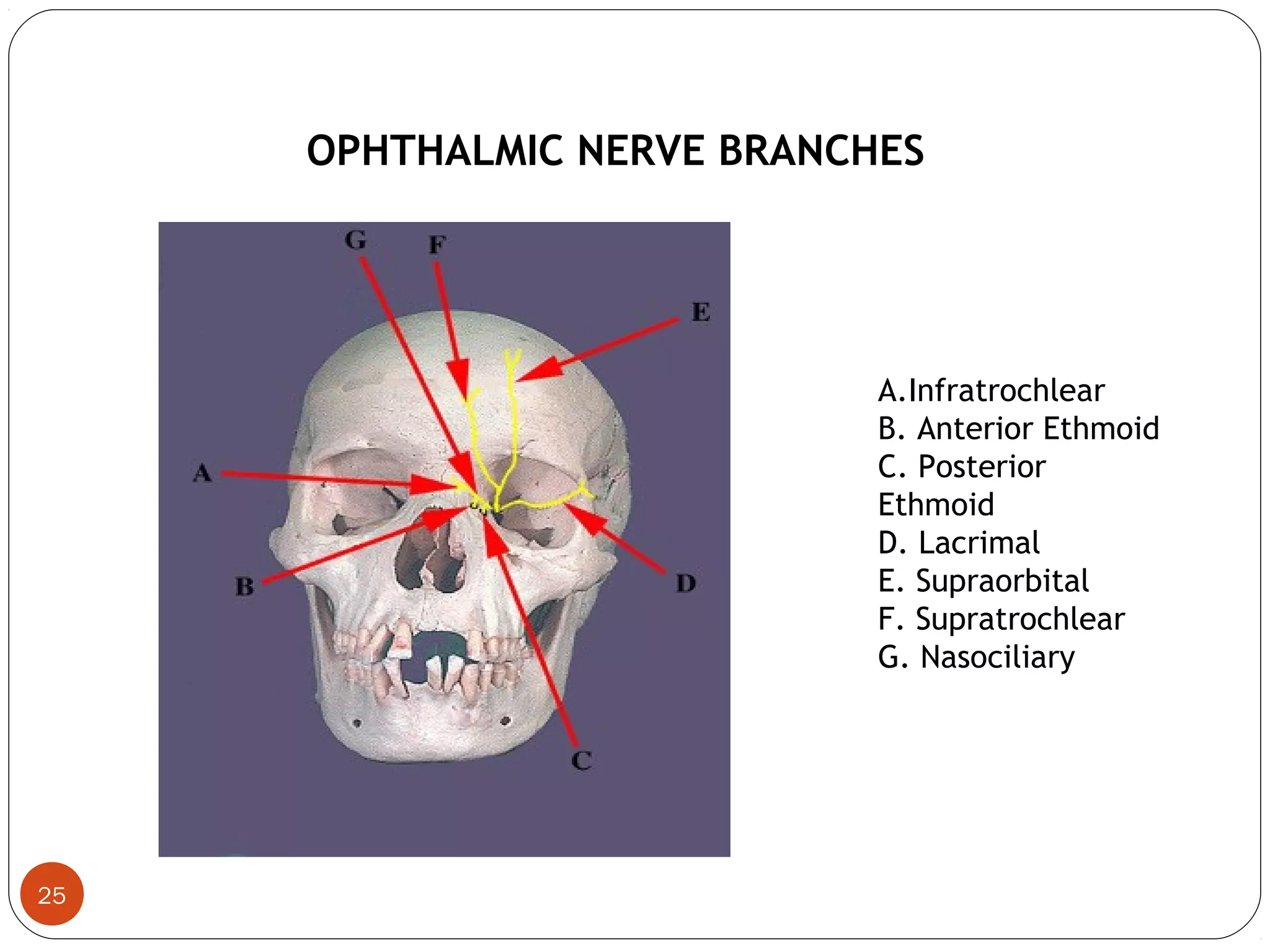 OPHTHALMIC NERVE BRANCHES
25
A.Infratrochlear
B. Anterior Ethmoid
C. Posterior
Ethmoid
D. Lacrimal
E. Supraorbital
F. Supratrochlear
G. Nasociliary
 