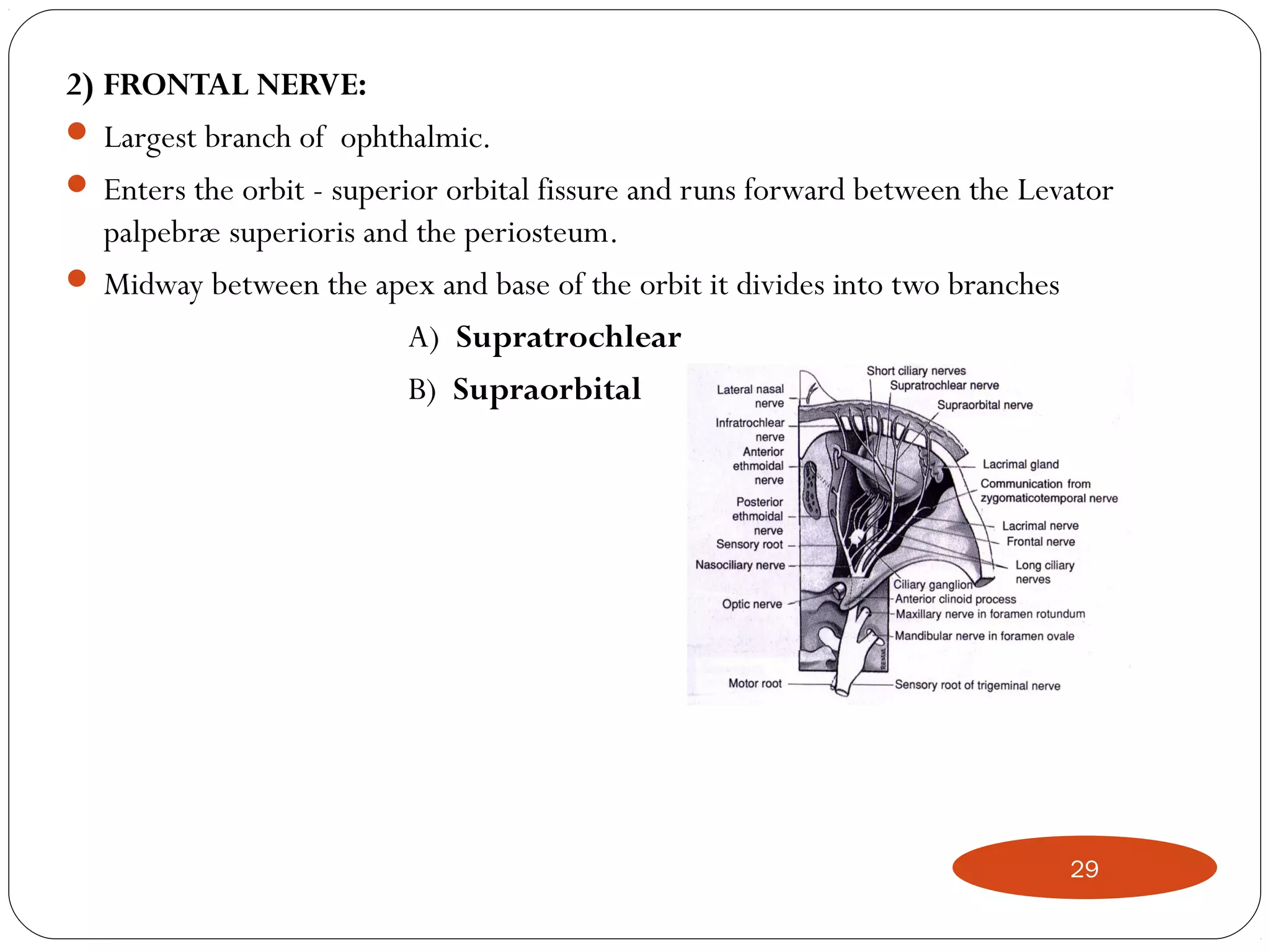 2) FRONTAL NERVE:
 Largest branch of ophthalmic.
 Enters the orbit - superior orbital fissure and runs forward between the Levator
palpebræ superioris and the periosteum.
 Midway between the apex and base of the orbit it divides into two branches
A) Supratrochlear
B) Supraorbital
29
 