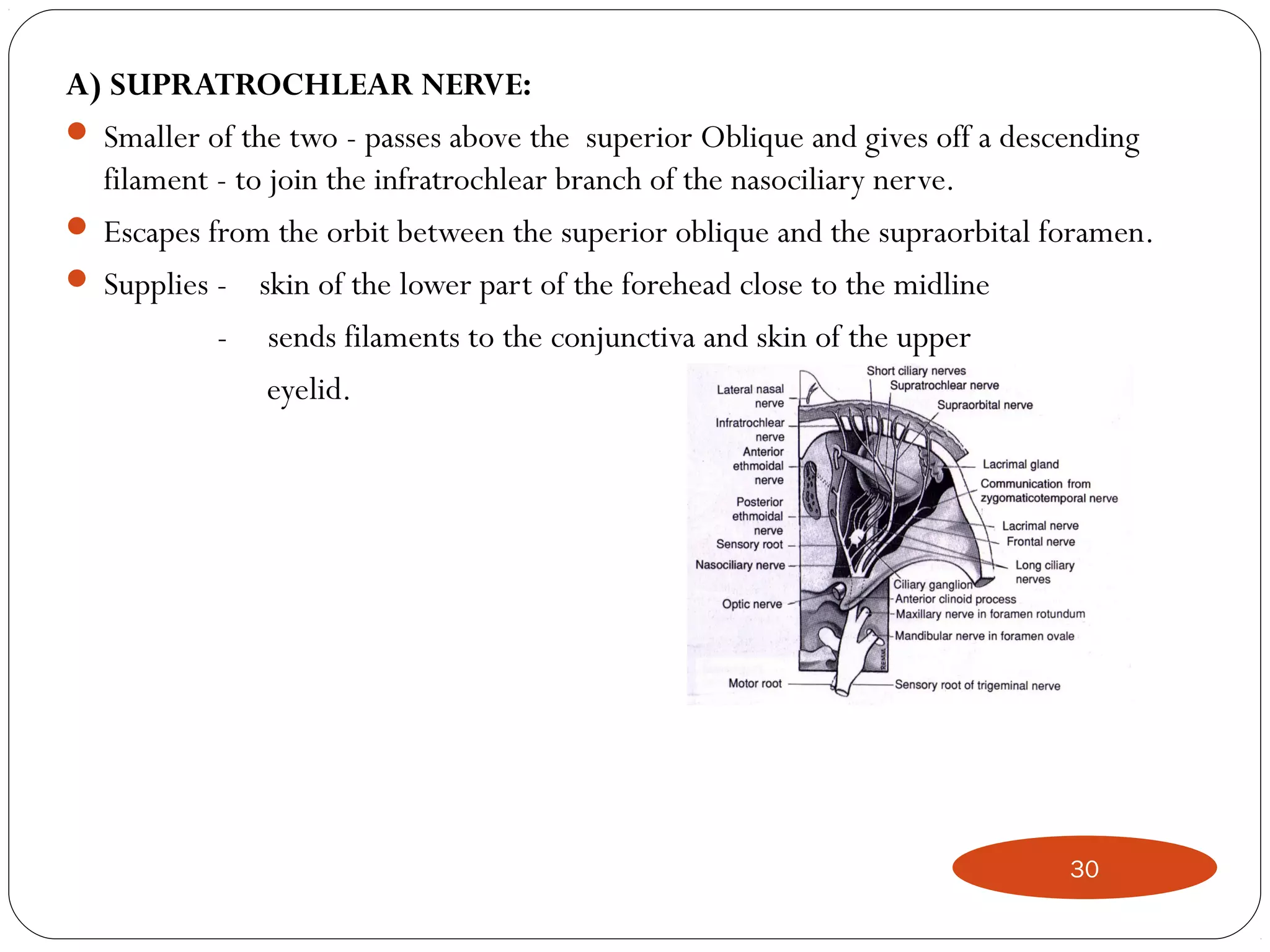 A) SUPRATROCHLEAR NERVE:
 Smaller of the two - passes above the superior Oblique and gives off a descending
filament - to join the infratrochlear branch of the nasociliary nerve.
 Escapes from the orbit between the superior oblique and the supraorbital foramen.
 Supplies - skin of the lower part of the forehead close to the midline
- sends filaments to the conjunctiva and skin of the upper
eyelid.
30
 