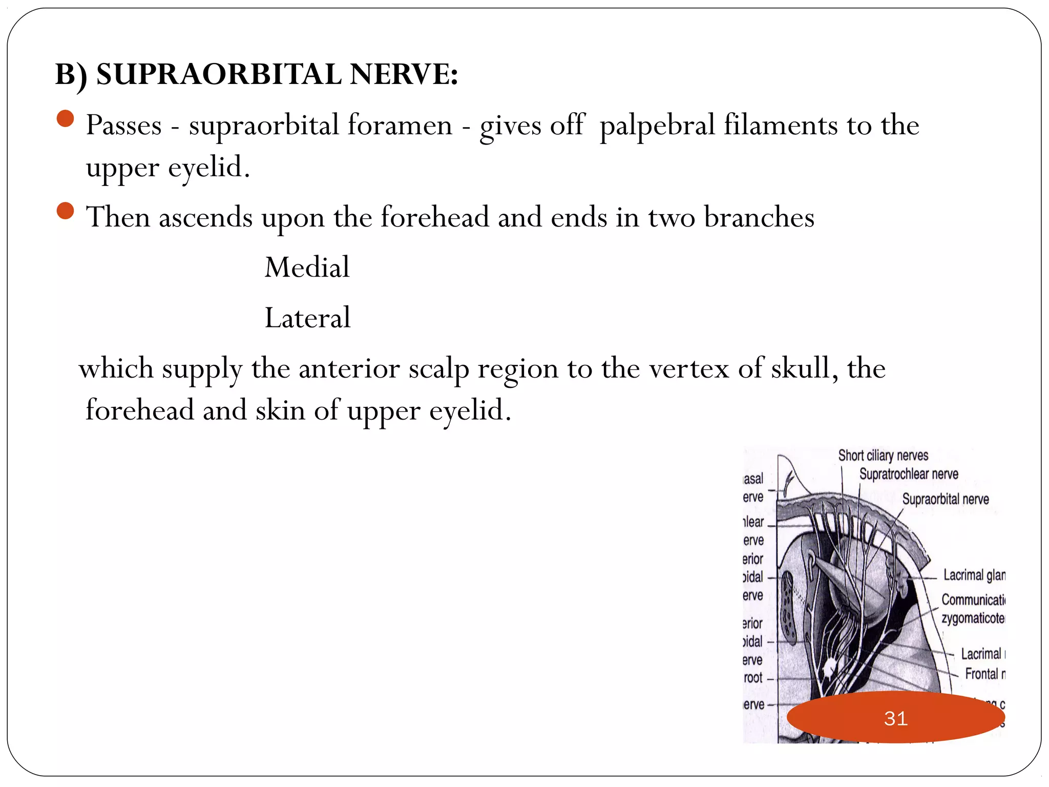 B) SUPRAORBITAL NERVE:
Passes - supraorbital foramen - gives off palpebral filaments to the
upper eyelid.
Then ascends upon the forehead and ends in two branches
Medial
Lateral
which supply the anterior scalp region to the vertex of skull, the
forehead and skin of upper eyelid.
31
 