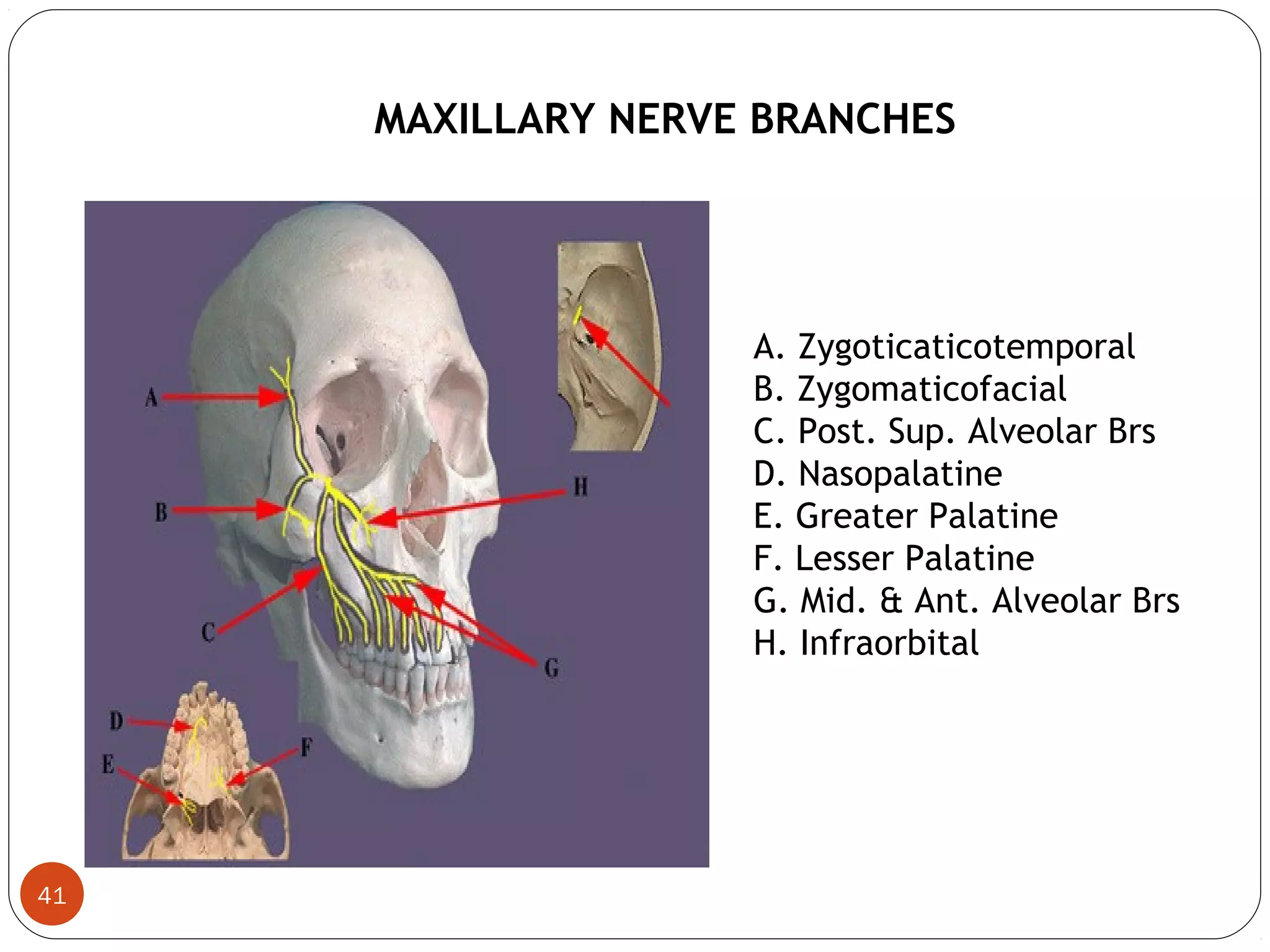 MAXILLARY NERVE BRANCHES
A. Zygoticaticotemporal
B. Zygomaticofacial
C. Post. Sup. Alveolar Brs
D. Nasopalatine
E. Greater Palatine
F. Lesser Palatine
G. Mid. & Ant. Alveolar Brs
H. Infraorbital
41
 