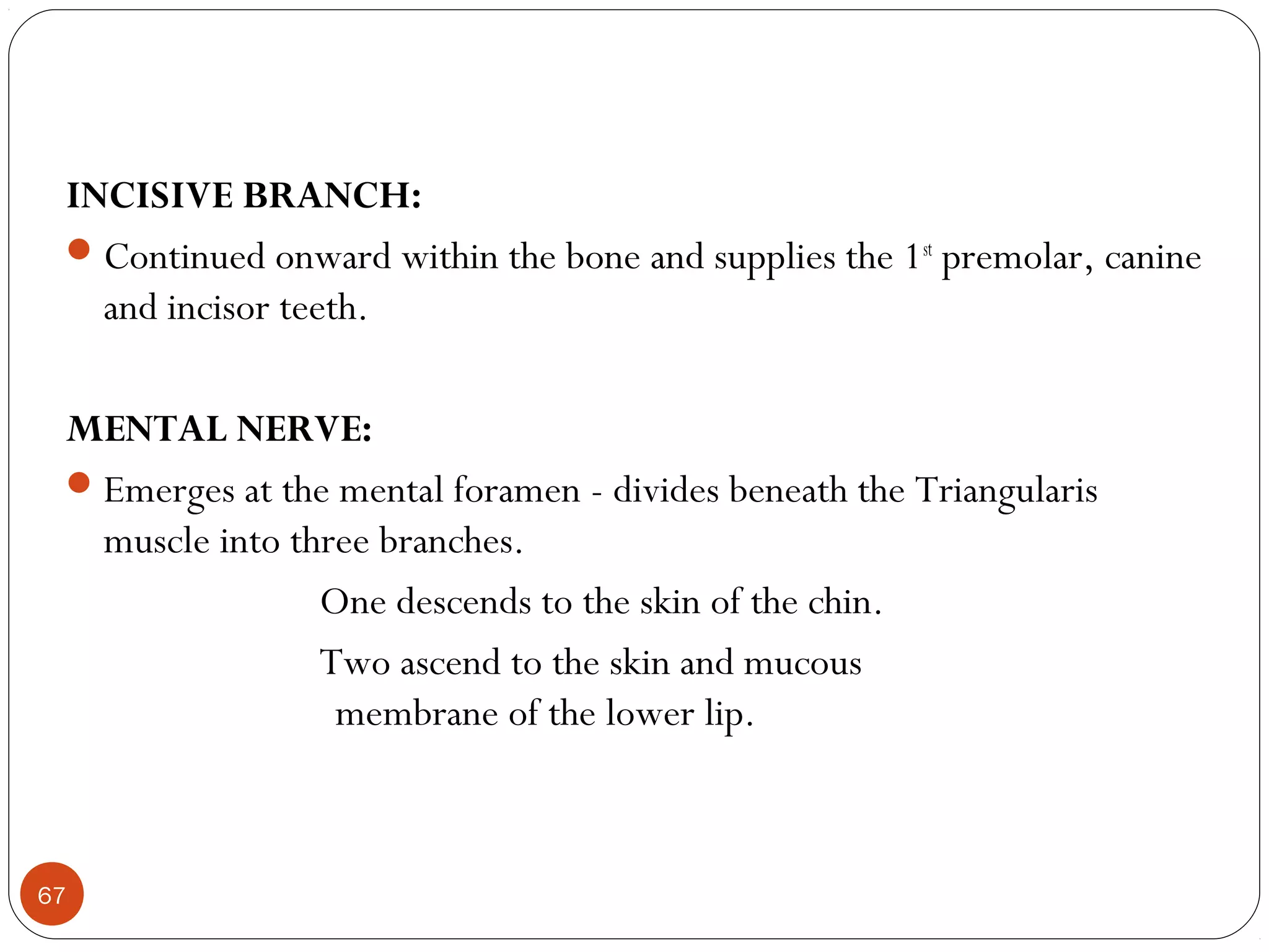 INCISIVE BRANCH:
Continued onward within the bone and supplies the 1st
premolar, canine
and incisor teeth.
MENTAL NERVE:
Emerges at the mental foramen - divides beneath the Triangularis
muscle into three branches.
One descends to the skin of the chin.
Two ascend to the skin and mucous
membrane of the lower lip.
67
 