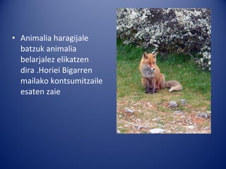 • Animalia haragijale
  batzuk animalia
  belarjalez elikatzen
  dira .Horiei Bigarren
  mailako kontsumitzaile
  esaten zaie
 