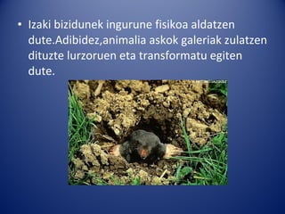 • Izaki bizidunek ingurune fisikoa aldatzen
  dute.Adibidez,animalia askok galeriak zulatzen
  dituzte lurzoruen eta transformatu egiten
  dute.
 
