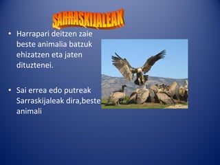 • Harrapari deitzen zaie
  beste animalia batzuk
  ehizatzen eta jaten
  dituztenei.

• Sai errea edo putreak
  Sarraskijaleak dira,beste
  animali
 