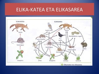 ELIKA-KATEA ETA ELIKASAREA
 