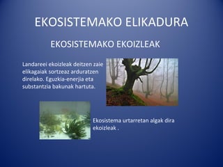 EKOSISTEMAKO ELIKADURA
           EKOSISTEMAKO EKOIZLEAK
Landareei ekoizleak deitzen zaie
elikagaiak sortzeaz arduratzen
direlako. Eguzkia-enerjia eta
substantzia bakunak hartuta.




                           Ekosistema urtarretan algak dira
                           ekoizleak .
 