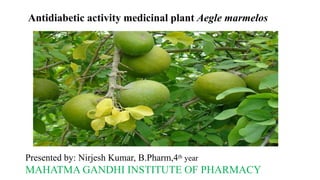 Antidiabetic activity medicinal plant Aegle marmelos
Presented by: Nirjesh Kumar, B.Pharm,4th year
MAHATMA GANDHI INSTITUTE OF PHARMACY
 