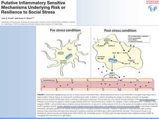 Biological Embedding of Adversity