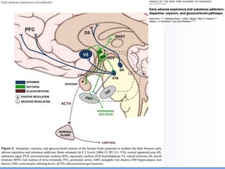 Biological Embedding of Adversity