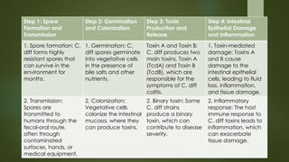 Step 1: Spore
Formation and
Transmission
Step 2: Germination
and Colonization
Step 3: Toxin
Production and
Release
Step 4: Intestinal
Epithelial Damage
and Inflammation
1. Spore formation: C.
diff forms highly
resistant spores that
can survive in the
environment for
months.
1. Germination: C.
diff spores germinate
into vegetative cells
in the presence of
bile salts and other
nutrients.
Toxin A and Toxin B:
C. diff produces two
main toxins, Toxin A
(TcdA) and Toxin B
(TcdB), which are
responsible for the
symptoms of C. diff
colitis.
1. Toxin-mediated
damage: Toxins A
and B cause
damage to the
intestinal epithelial
cells, leading to fluid
loss, inflammation,
and tissue damage.
2. Transmission:
Spores are
transmitted to
humans through the
fecal-oral route,
often through
contaminated
surfaces, hands, or
medical equipment.
2. Colonization:
Vegetative cells
colonize the intestinal
mucosa, where they
can produce toxins.
2. Binary toxin: Some
C. diff strains
produce a binary
toxin, which can
contribute to disease
severity.
2. Inflammatory
response: The host
immune response to
C. diff toxins leads to
inflammation, which
can exacerbate
tissue damage.
 