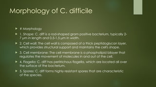 Morphology of C. difficile
 # Morphology
 1. Shape: C. diff is a rod-shaped gram positive bacterium, typically 2-
7 μm in length and 0.5-1.5 μm in width.
 2. Cell wall: The cell wall is composed of a thick peptidoglycan layer,
which provides structural support and maintains the cell's shape.
 3. Cell membrane: The cell membrane is a phospholipid bilayer that
regulates the movement of molecules in and out of the cell.
 4. Flagella: C. diff has peritrichous flagella, which are located all over
the surface of the bacterium.
 5. Spores: C. diff forms highly resistant spores that are characteristic
of the species.
 