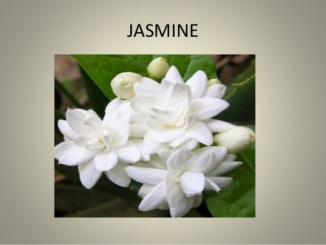 Ornamental Plant Uses