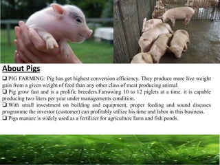 PIG FARMING CONSULTANCY IN INDIA | PPT