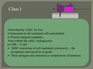 Class I
Encoded by A,B,C etc loci
Expressed on all nucleated cells and platlets
 Present antigenic peptides
from within...
