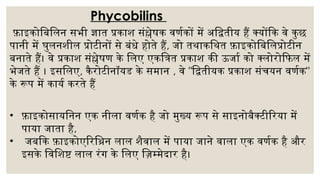 Nisha (photosynthesis) (1).pptx in hindi | PPTX