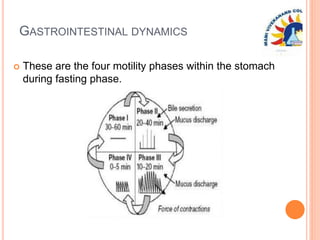 GASTROINTESTINAL DYNAMICS
 These are the four motility phases within the stomach
during fasting phase.
 