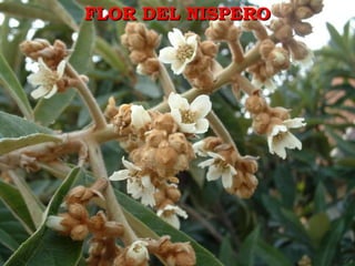 FLOR DEL NISPERO 