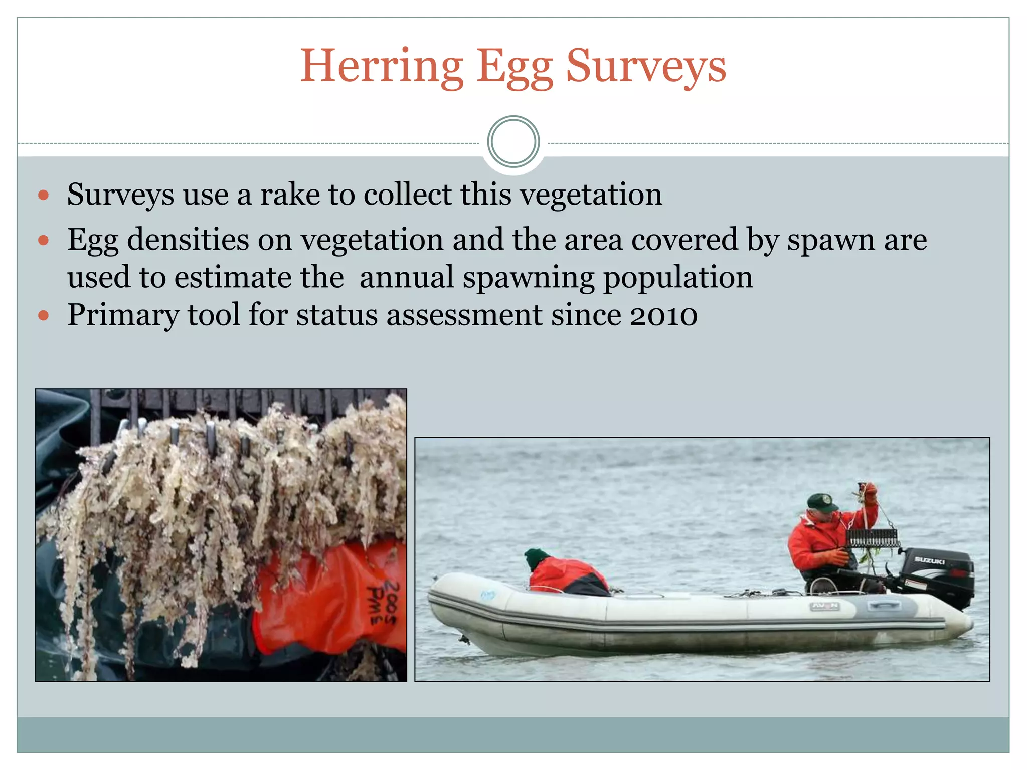 WDFW Forage Fish | PPTX