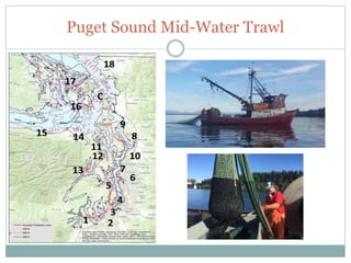 Wdfw Forage Fish Map Wdfw Forage Fish
