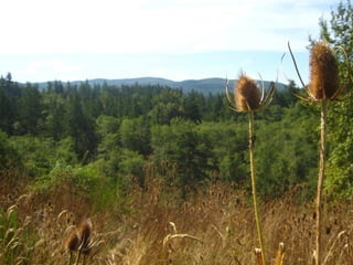 Nisqually State Park Update 2010