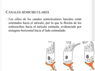 CANALES SEMICIRCULARES
   Los cilios de los canales semicirculares laterales están
    orientados hacia el utrículo, por lo que la flexión de los
    estéreocilios hacia el utrículo estimula, evidenciada por
    nistagmo horizontal hacia el lado estimulado.
 