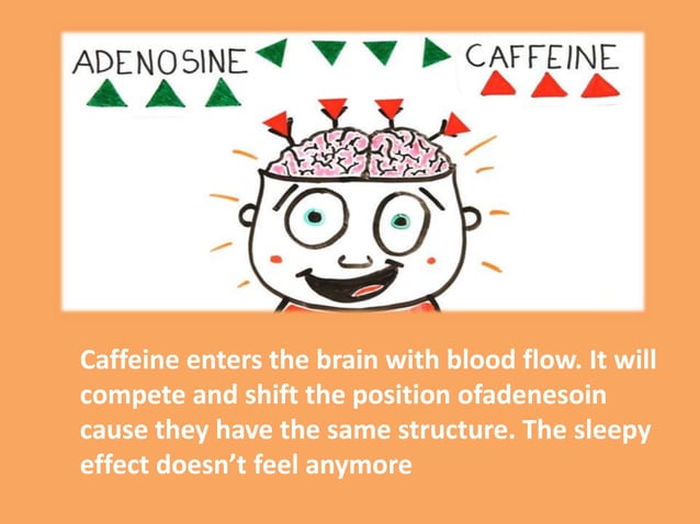 why does caffeine keep you awake? | PPT