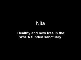 Nita Healthy and now free in the WSPA funded sanctuary  