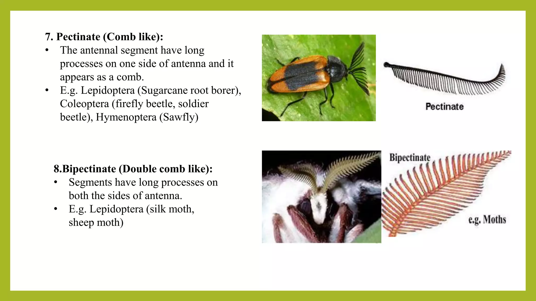 INSECT ANTENNA Its origin, structure, function and modification in ...
