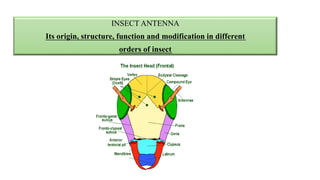 INSECT ANTENNA
Its origin, structure, function and modification in different
orders of insect
 