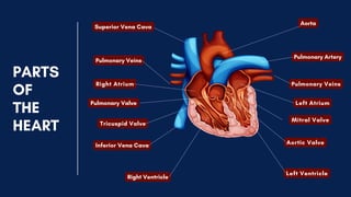 PARTS
OF
THE
HEART
Pulmonary Veins
Right Atrium
Tricuspid Valve
Right Ventricle
Inferior Vena Cava
Left Ventricle
Pulmonary Veins
Pulmonary Artery
Aorta
Left Atrium
Superior Vena Cava
Mitral Valve
Pulmonary Valve
Aortic Valve
 