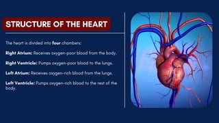 STRUCTURE OF THE HEART
The heart is divided into four chambers:
Right Atrium: Receives oxygen-poor blood from the body.
Right Ventricle: Pumps oxygen-poor blood to the lungs.
Left Atrium: Receives oxygen-rich blood from the lungs.
Left Ventricle: Pumps oxygen-rich blood to the rest of the
body.
 