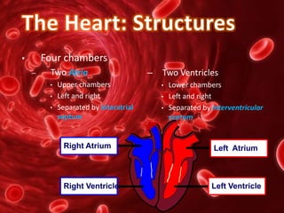 • Four chambers
– Two Atria
• Upper chambers
• Left and right
• Separated by interatrial
septum
– Two Ventricles
• Lower chambers
• Left and right
• Separated by interventricular
septum
Right Ventricle
Right Atrium
Left Ventricle
Left Atrium
 