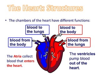 • The chambers of the heart have different functions:
blood to
the body
blood from
the body
blood to
the lungs
blood from
the lungs
The Atria collect
blood that enters
the heart.
The ventricles
pump blood
out of the
heart.
 
