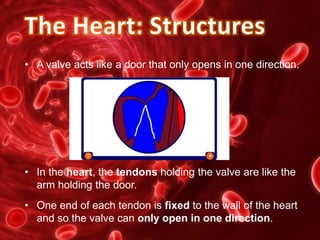 • A valve acts like a door that only opens in one direction.
• In the heart, the tendons holding the valve are like the
arm holding the door.
• One end of each tendon is fixed to the wall of the heart
and so the valve can only open in one direction.
 