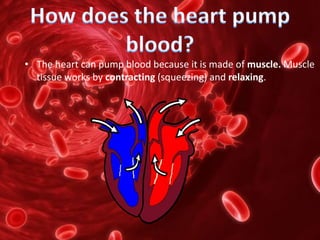 • The heart can pump blood because it is made of muscle. Muscle
tissue works by contracting (squeezing) and relaxing.
 