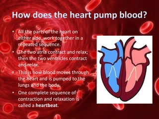 • All the parts of the heart on
either side, work together in a
repeated sequence.
• The two atria contract and relax;
then the two ventricles contract
and relax.
• This is how blood moves through
the heart and is pumped to the
lungs and the body.
• One complete sequence of
contraction and relaxation is
called a heartbeat.
 