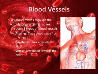 • As blood moves through the
circulatory system it moves
through 3 types of blood vessels:
– Arteries: Carry blood away from
the heart .
– Capillaries: Link arterioles to
veins.
– Veins: Carry blood towards the
heart
 